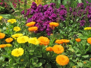 Flower gardens at the Chicago botanic gardens 4 - Copy