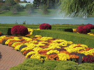 Flower gardens at the Chicago botanic gardens chrysanthamums mums - Copy
