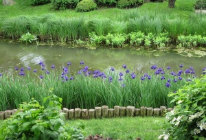 Flower gardens at the Chicago botanic gardens iris 1 - Copy
