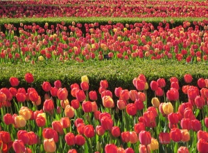 Flower gardens at the Chicago botanic gardens red tulips